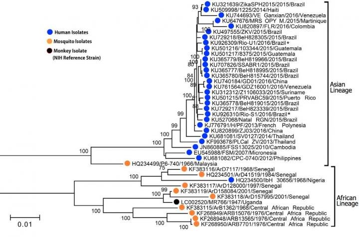 Zika Virus Genome