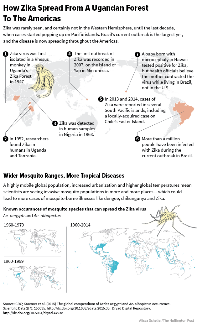How Zika is spread