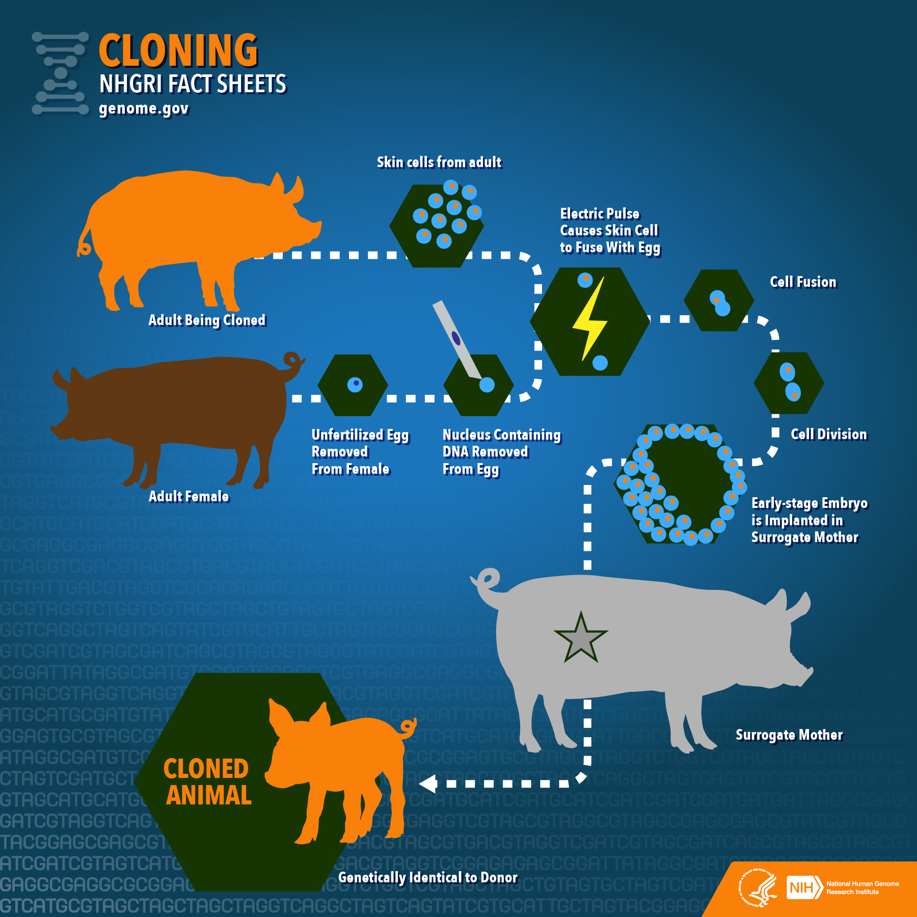 Cloning