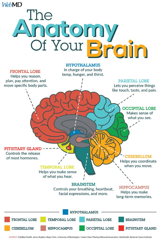The Brain