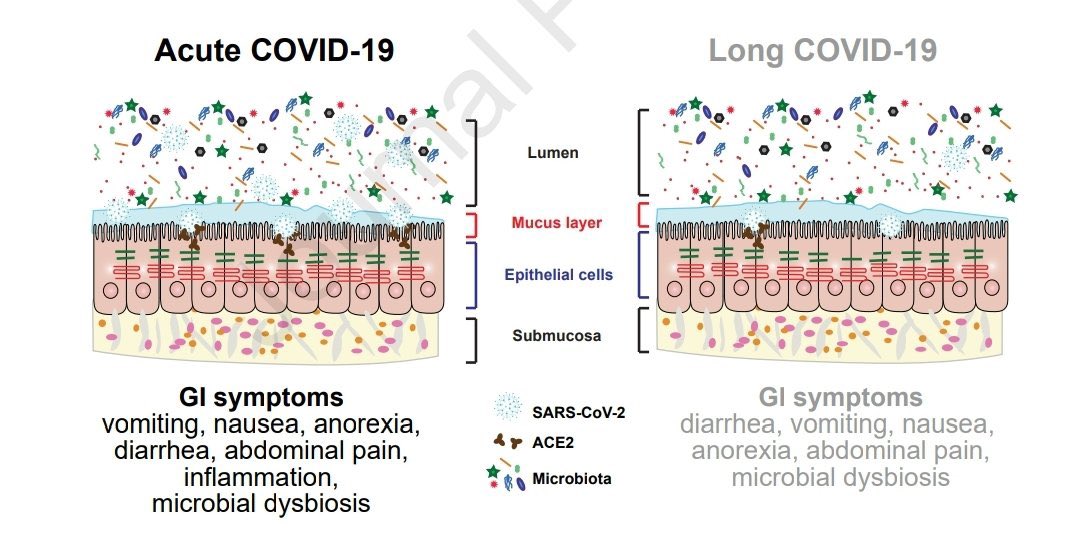 Acute and Long Covid - Microbiome