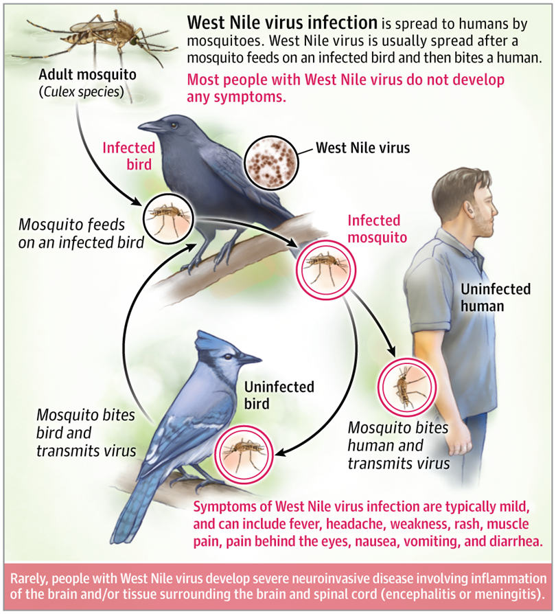 West Nile Virus