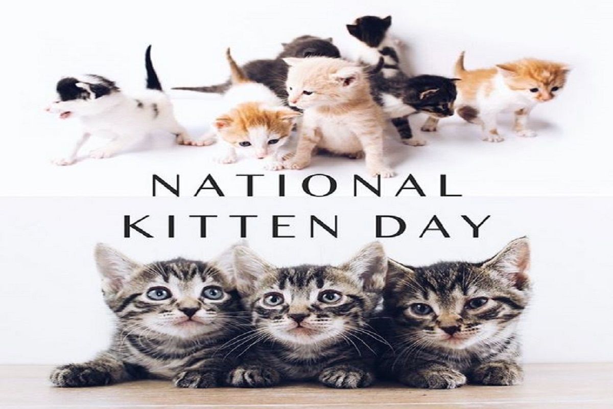 National Kitty Day