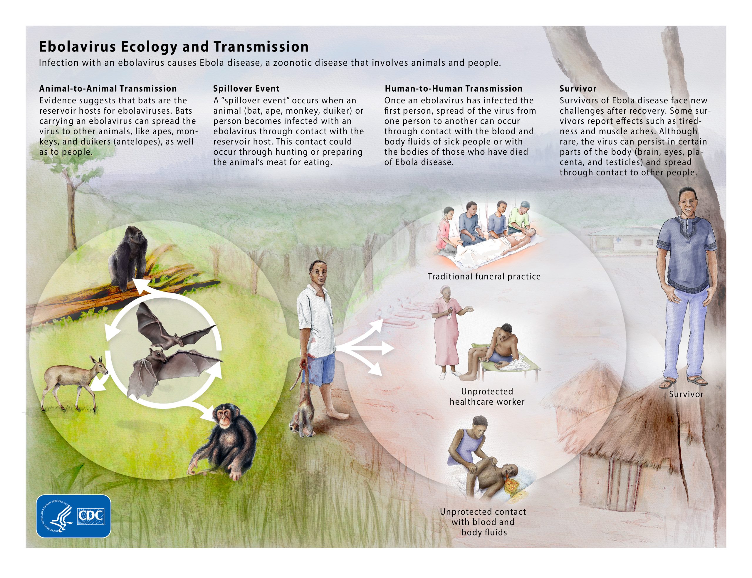 Ebola transmission