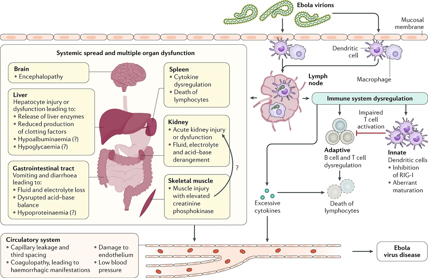Ebola effects on human body