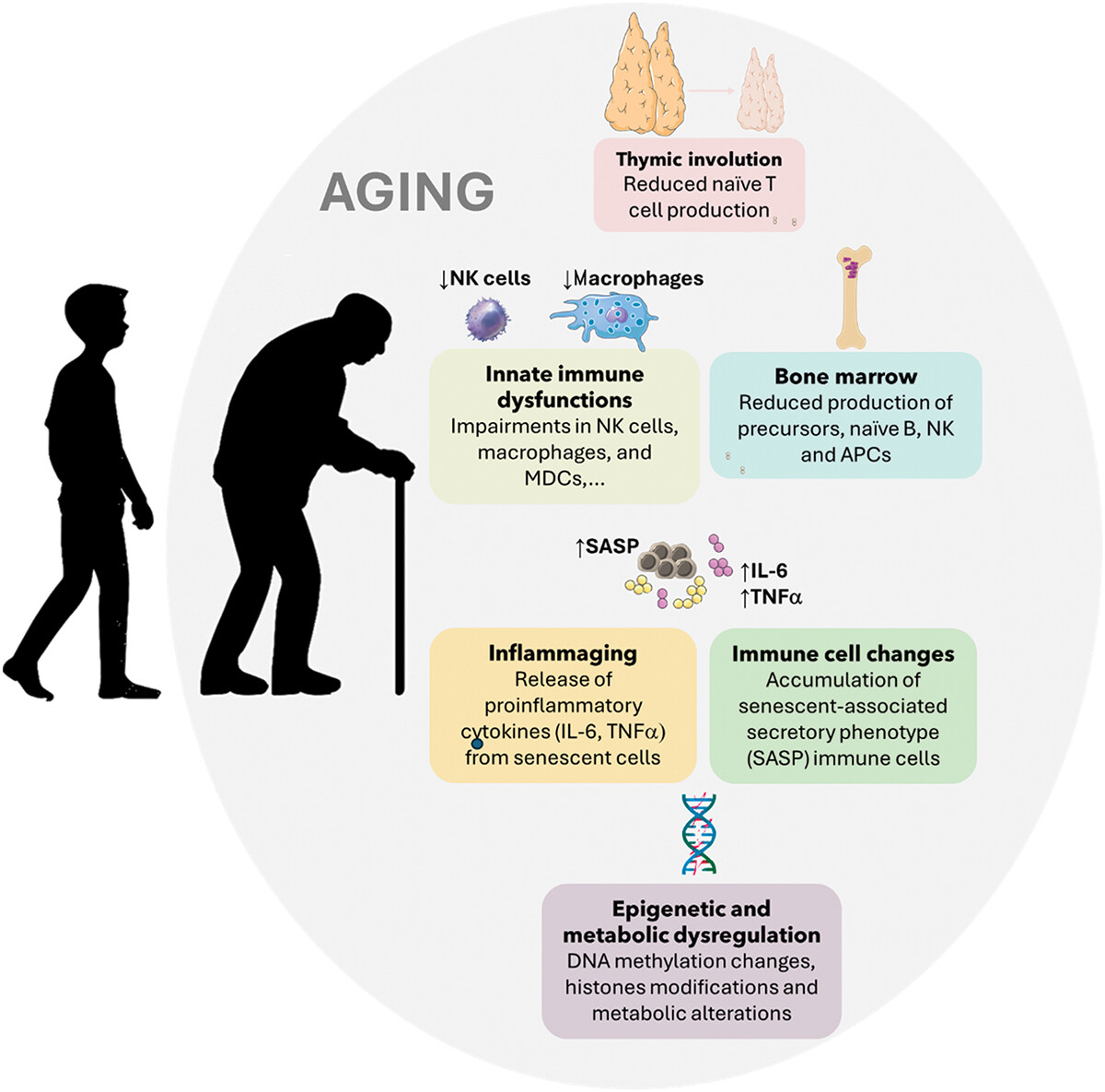 Aging and Immune System