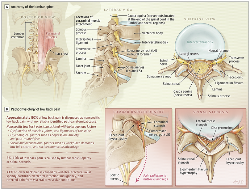Anatomy Low Back Pain