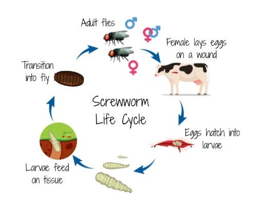 Screwworm Lifecycle