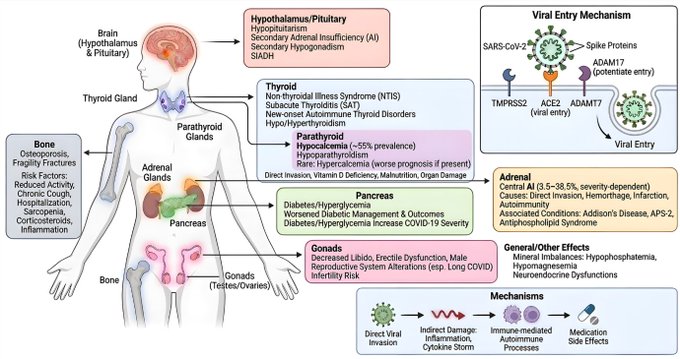 COVID and Diabetes